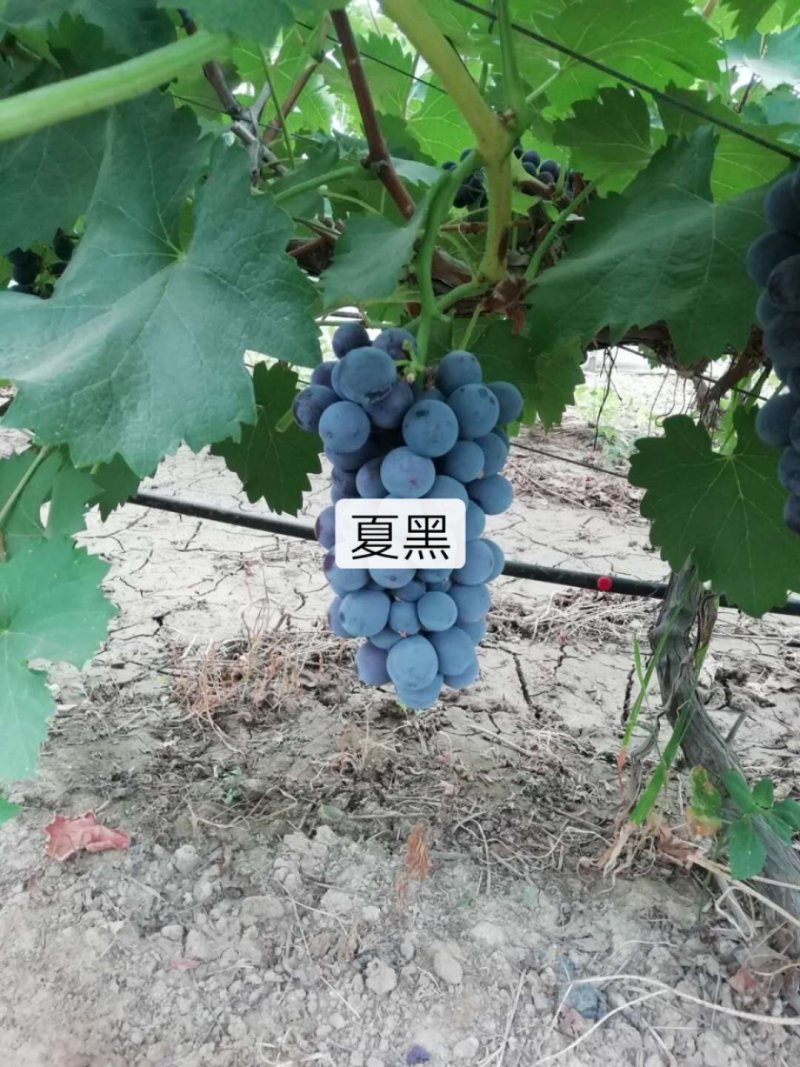 夏黑葡萄上市中
