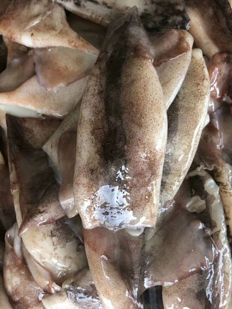鱿鱼