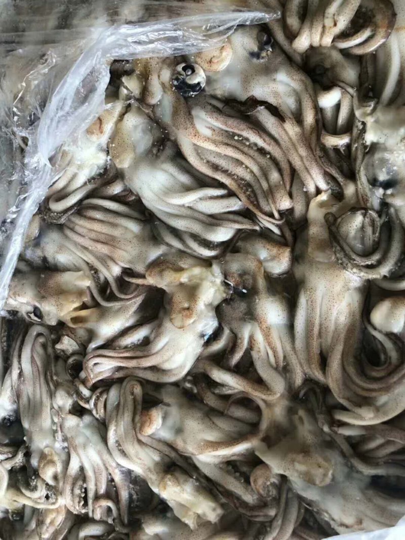 鱿鱼