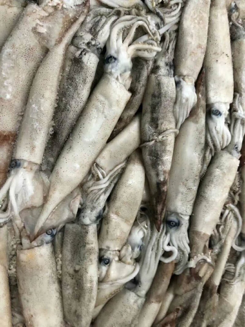 鱿鱼