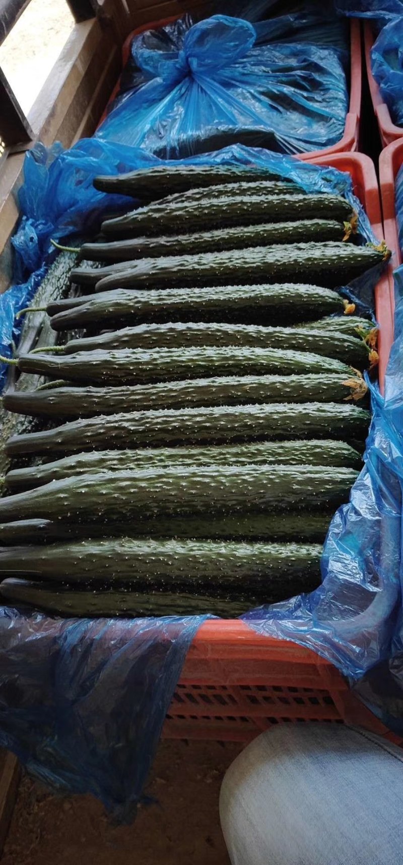 精品黄瓜