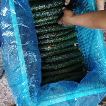 精品黄瓜