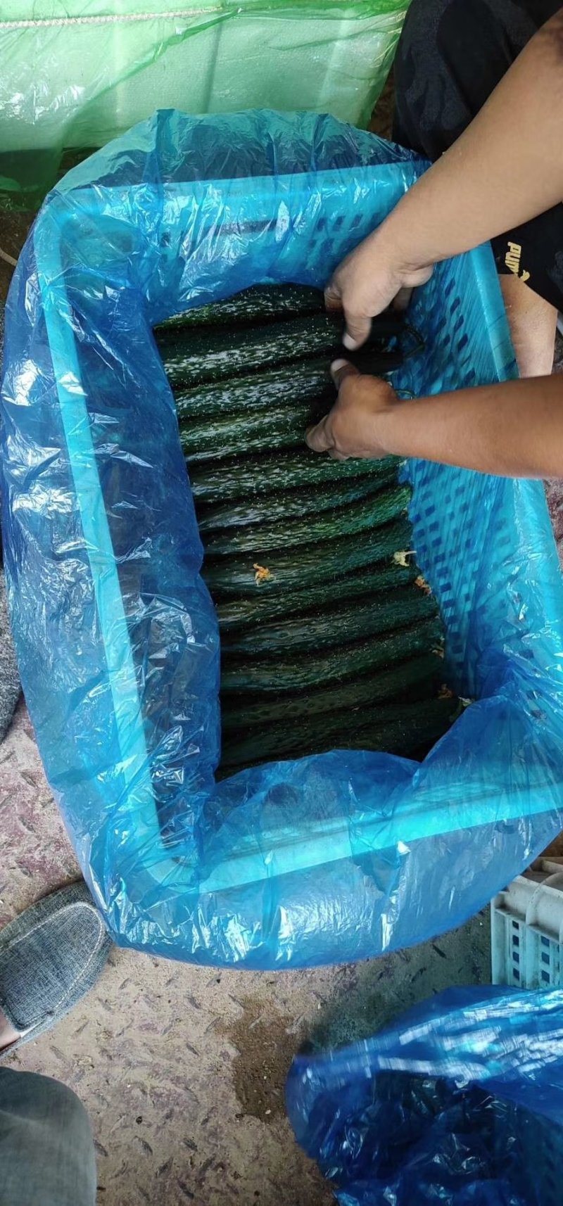 精品黄瓜