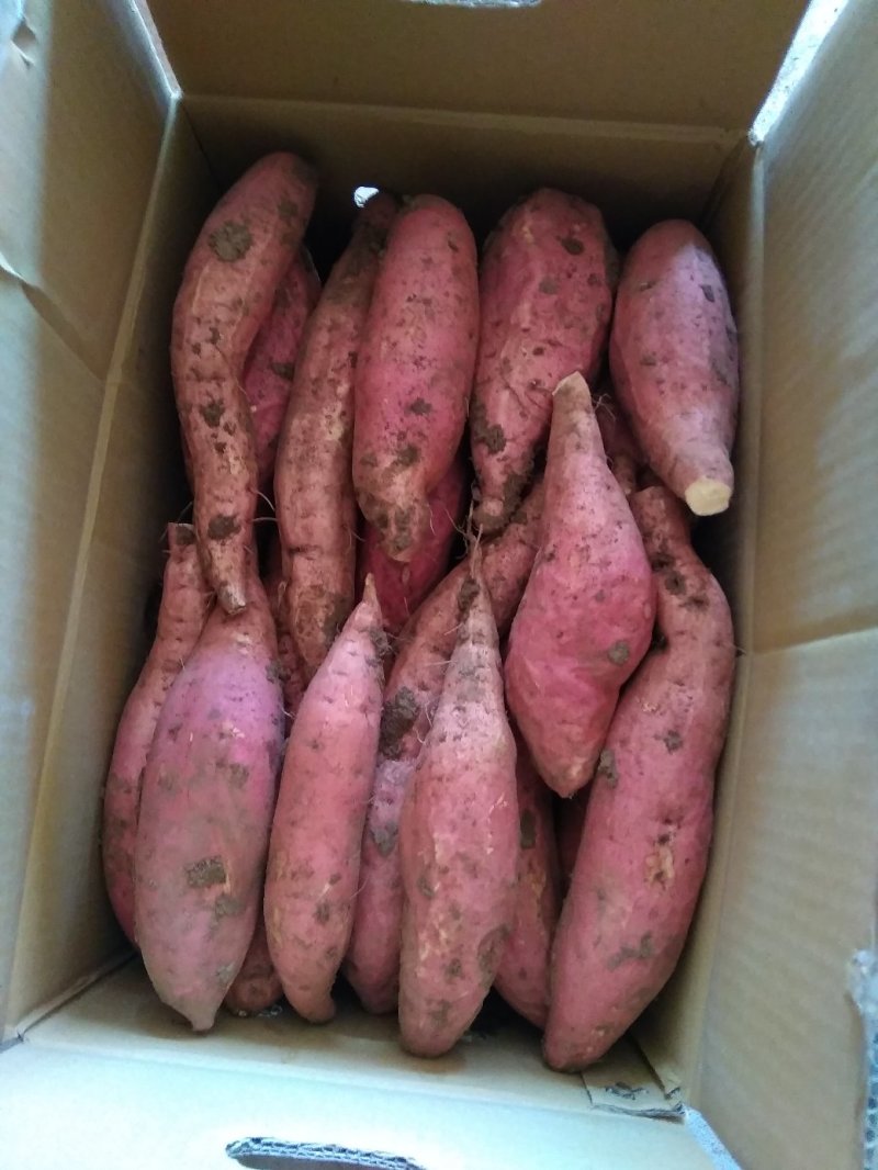 潍坊山地烟薯25农户自产自销高岭沙土地种植蜜薯