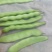 吉林大油豆角，大量上市，质量保证，欢迎前来订购，