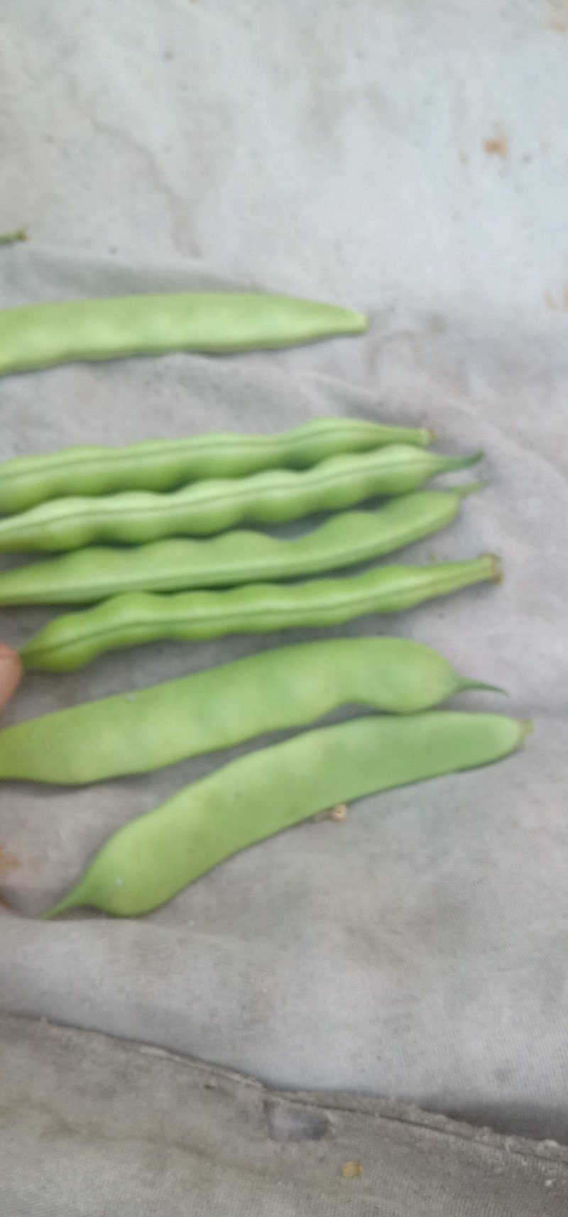 吉林大油豆角，大量上市，质量保证，欢迎前来订购，