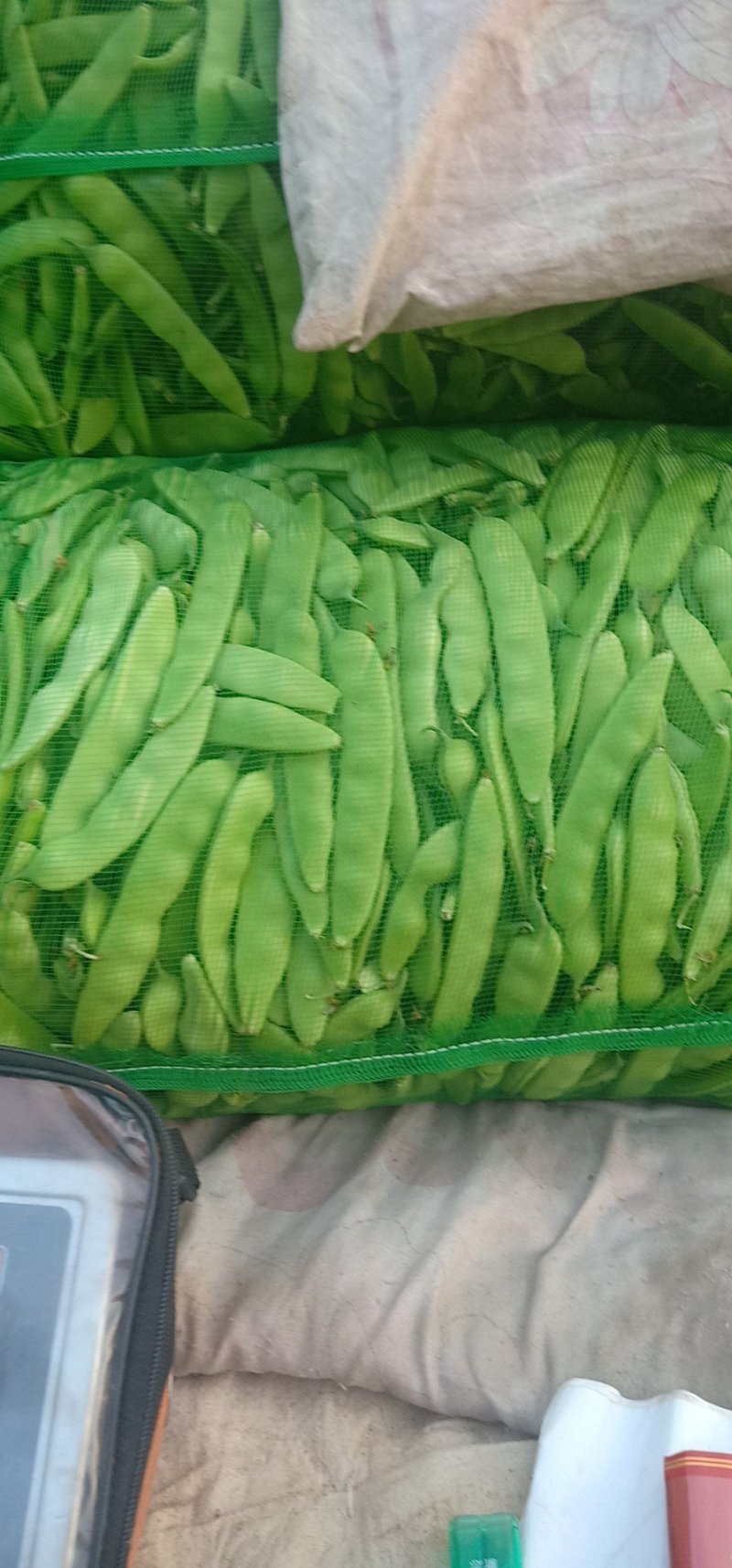 吉林大油豆角，大量上市，质量保证，欢迎前来订购，