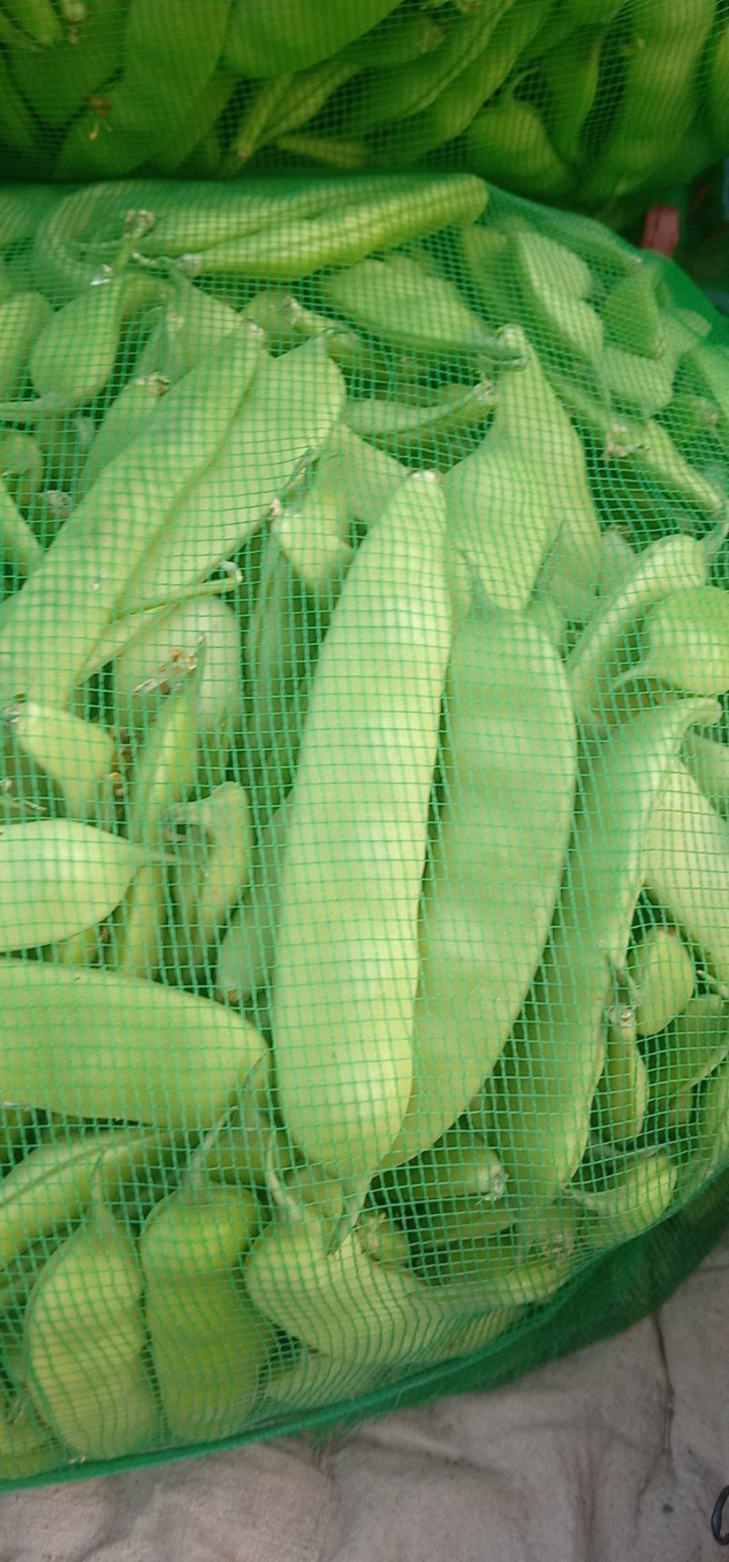 吉林大油豆角，大量上市，质量保证，欢迎前来订购，