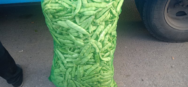 吉林大油豆角，大量上市，质量保证，欢迎前来订购，