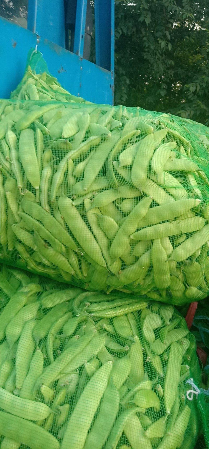 吉林大油豆角，大量上市，质量保证，欢迎前来订购，