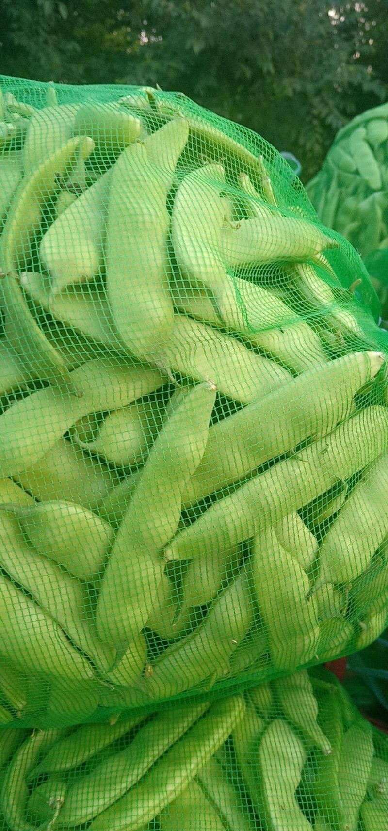 吉林大油豆角，大量上市，质量保证，欢迎前来订购，