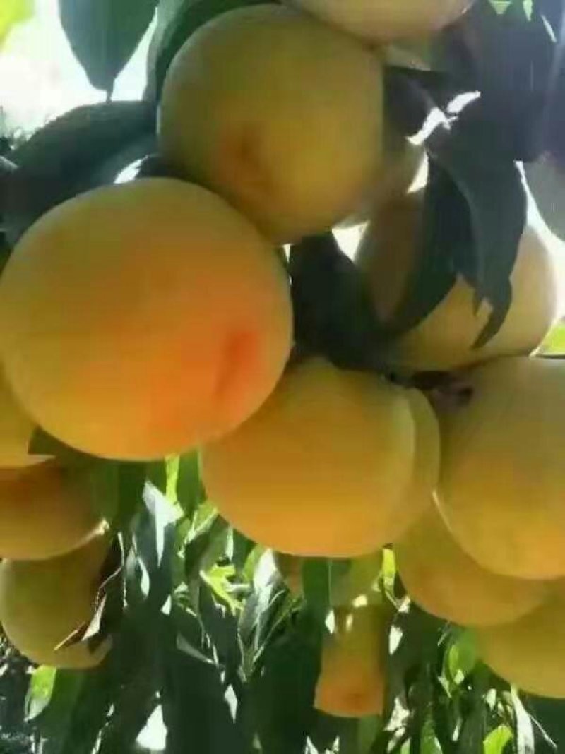 黄桃，八三黄桃，罐头厂做加工，货量充足