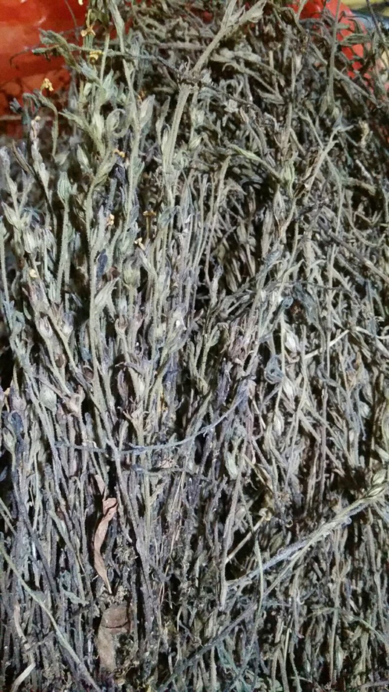 全野生独脚金
