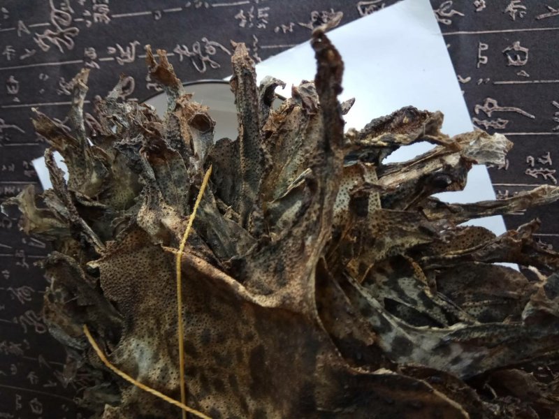 干蟾皮统货10张起售