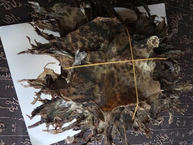 干蟾皮统货10张起售