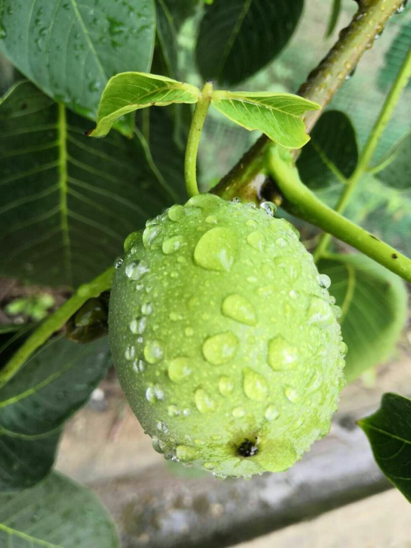 美味又好看的香玲核桃