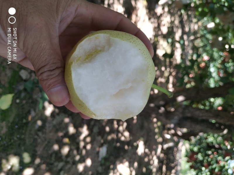 早酥梨青皮梨纸袋早酥梨产地直发一件代发