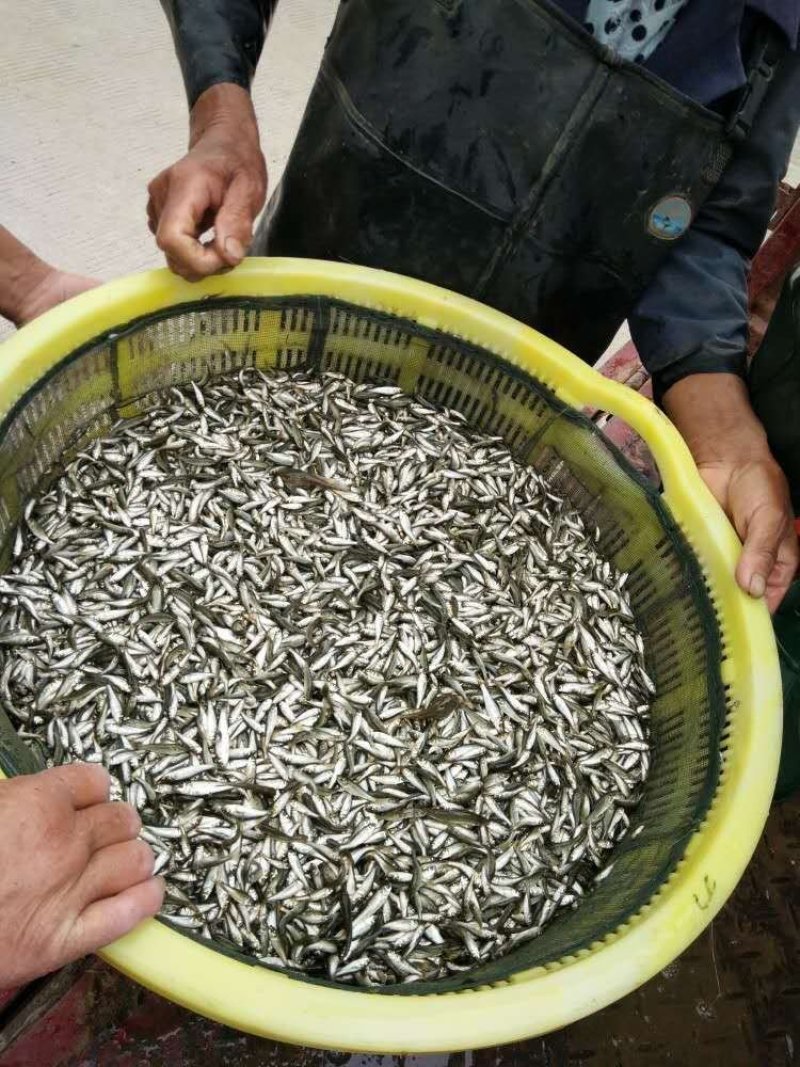 鲮鱼苗，鲮鱼乌子，小小乌，免费包装