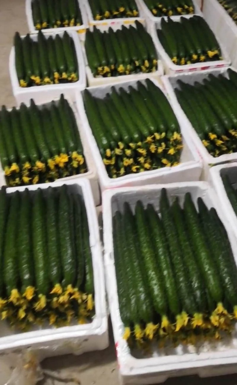 刺黄瓜鲜花带刺