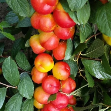 钙果苗30~50cm1年
