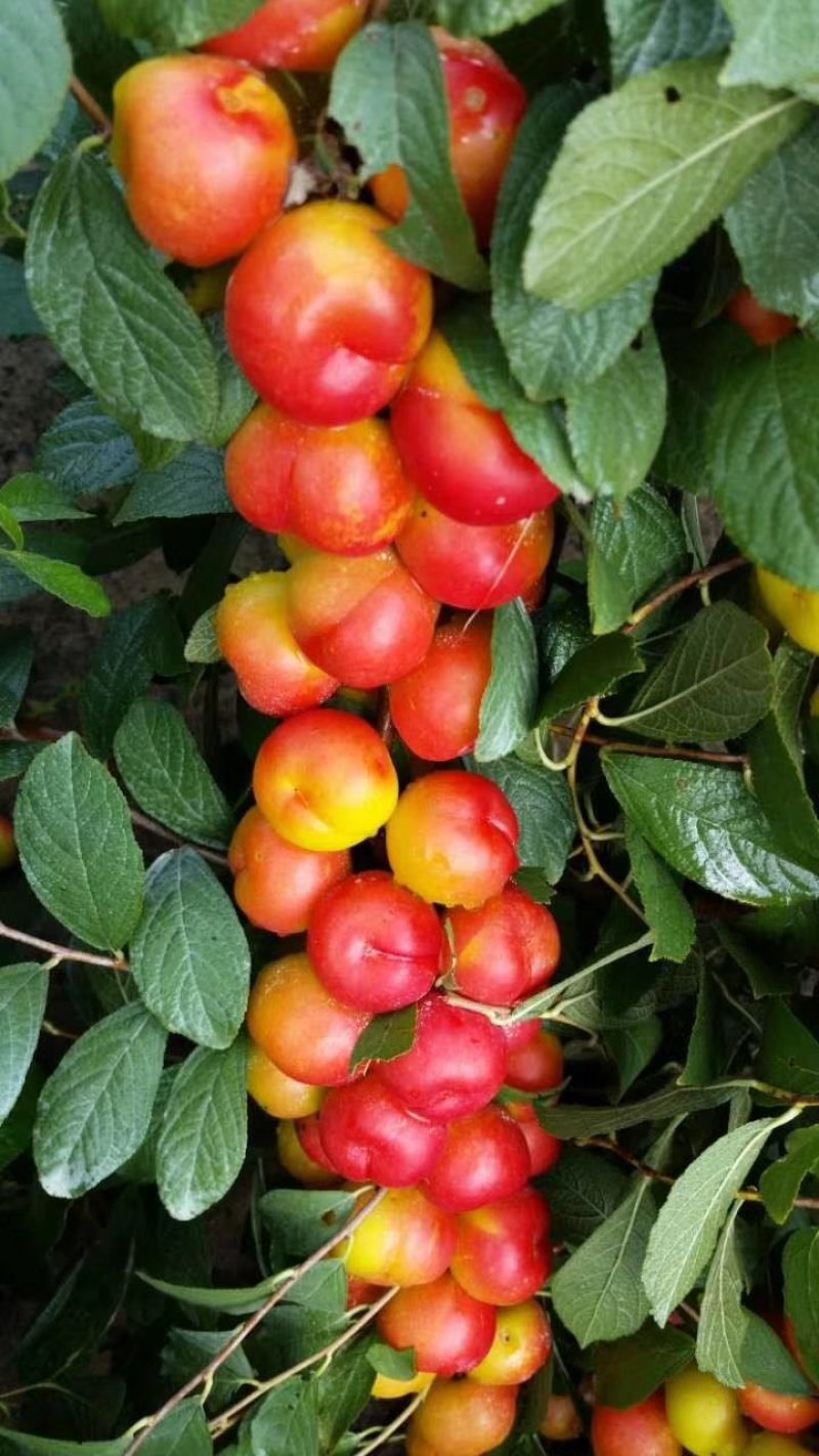 钙果苗30~50cm1年
