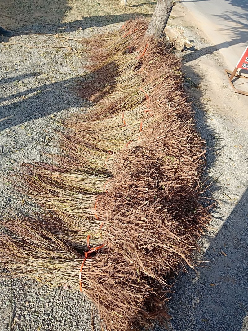 钙果苗30~50cm1年