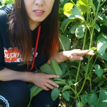 核桃苗一年苗50~100cm