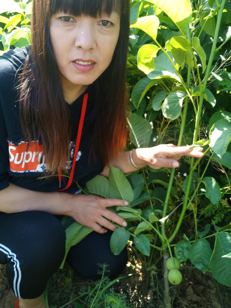核桃苗一年苗50~100cm