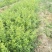 药用连翘苗，杯苗连翘苗，裸根连翘苗，1-5年生连翘苗