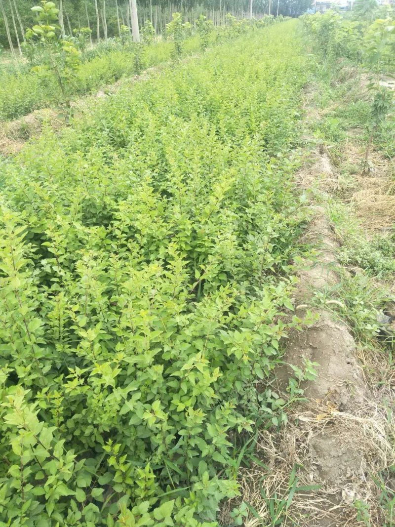 药用连翘苗，杯苗连翘苗，裸根连翘苗，1-5年生连翘苗