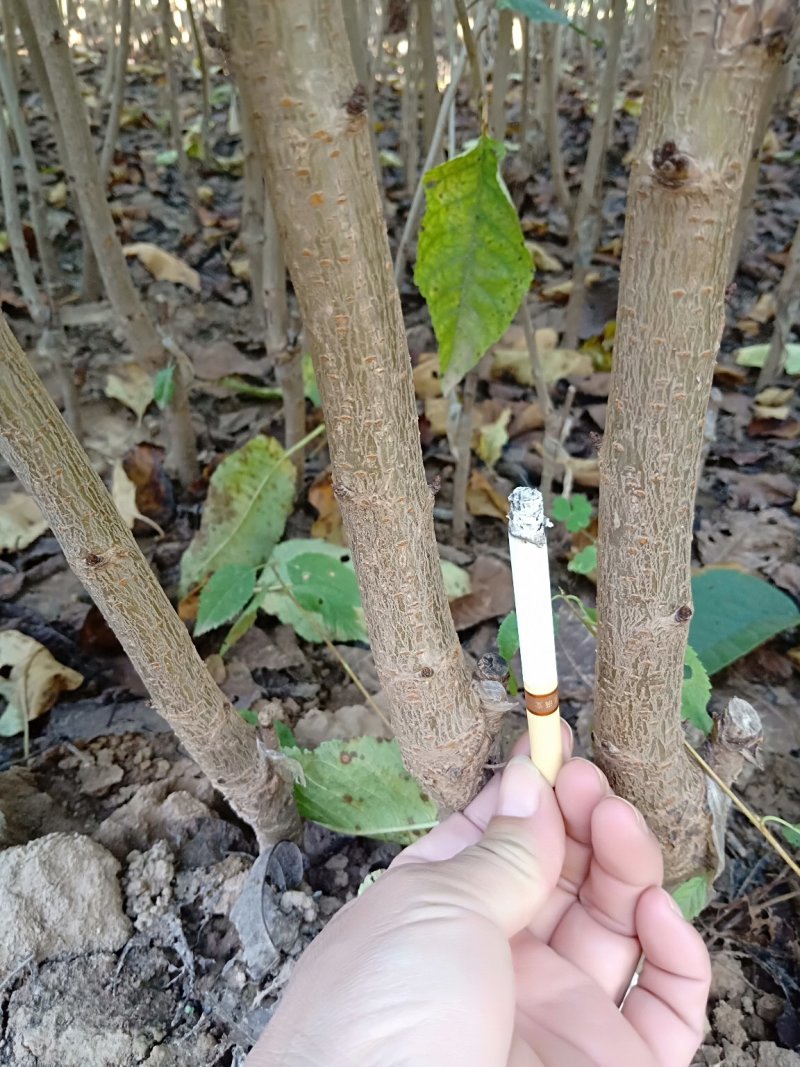 樱桃树10cm以下