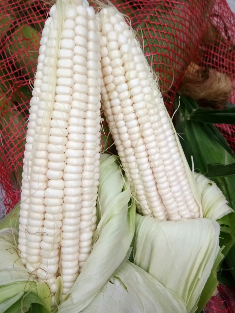 糯玉米开始上市，