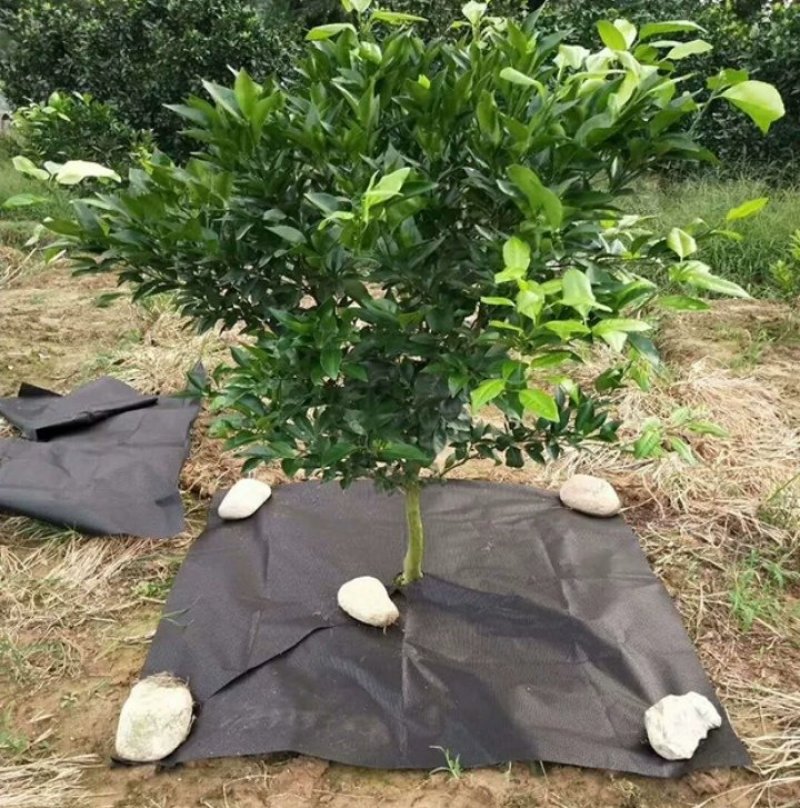 防草布果树除草布大棚农用盖草地布透水透气可降解抗老化耐用