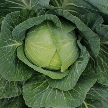 包菜