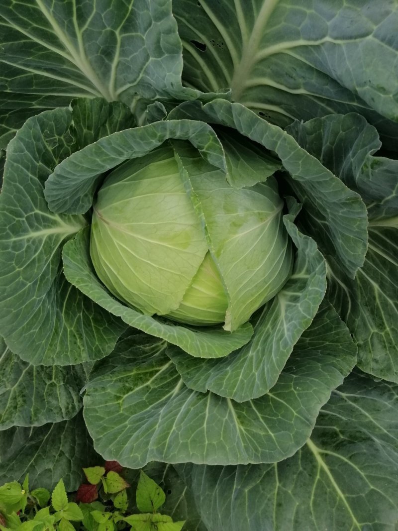 包菜