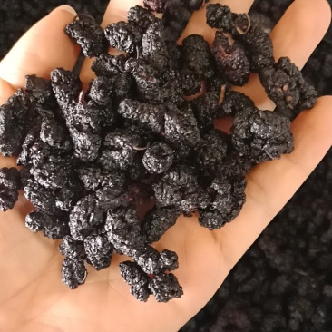 桑葚可食用药用各种规格桑葚干批发零售各种规格中药材桑椹