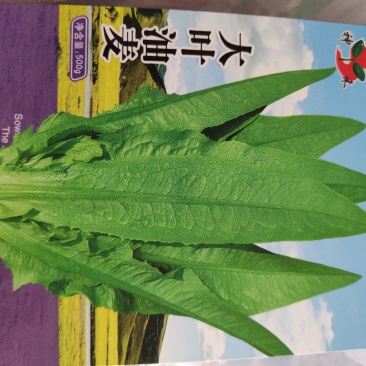 油麦菜种大叶油麦菜种耐寒耐热耐风雨肉质脆嫩清甜味纯纤维