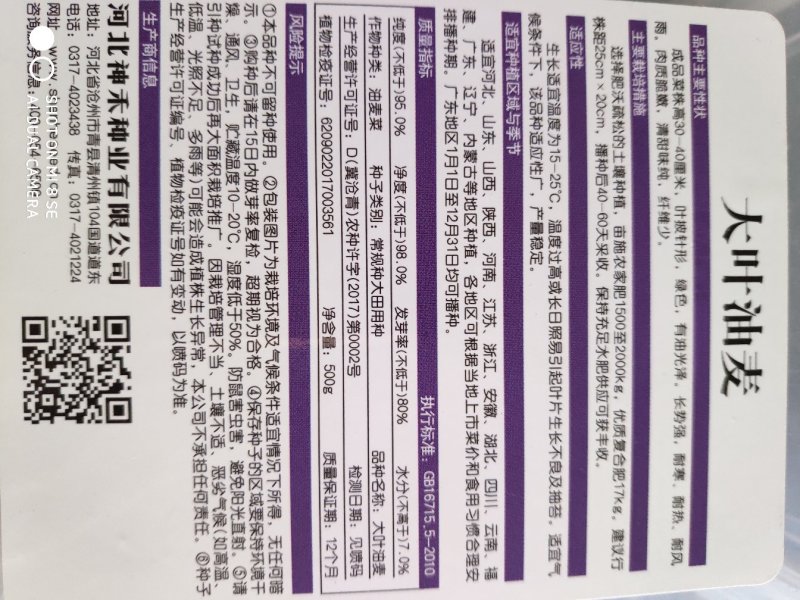 油麦菜种大叶油麦菜种耐寒耐热耐风雨肉质脆嫩清甜味纯纤维