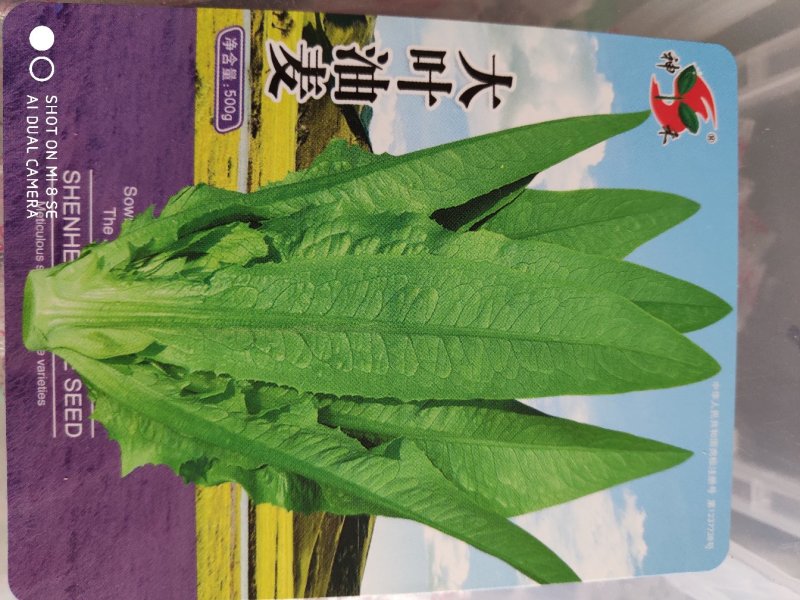 油麦菜种子一大叶油麦菜种子耐寒耐热耐风雨肉质脆嫩清甜味纯