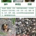 四聚乙醛蜗牛药鼻涕虫杀虫剂农用蛞蝓螺丝杀蜗牛专用药颗粒剂