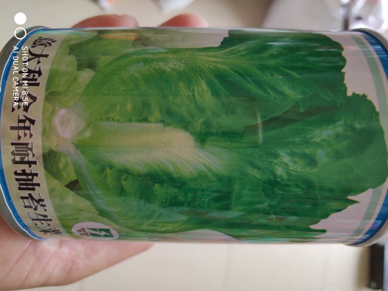 生菜种子意大利全年耐抽苔生菜种子