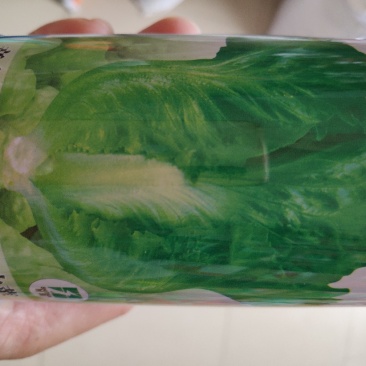 生菜种子一意大利全年耐抽苔生菜种子