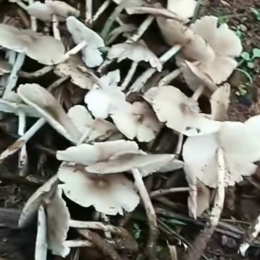 鸡棕