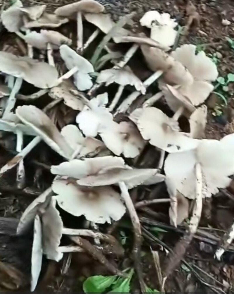 鸡棕