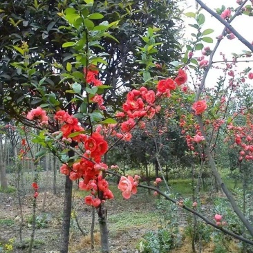 铁梗海棠