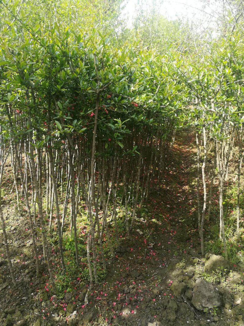 铁梗海棠