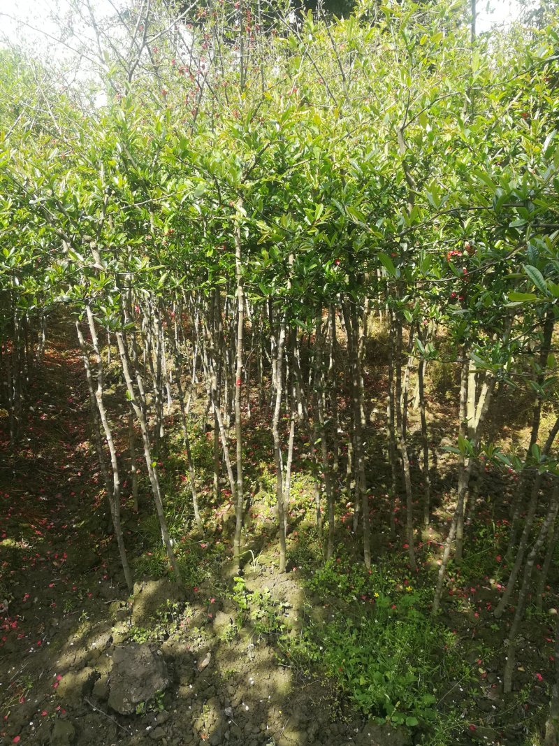 铁梗海棠