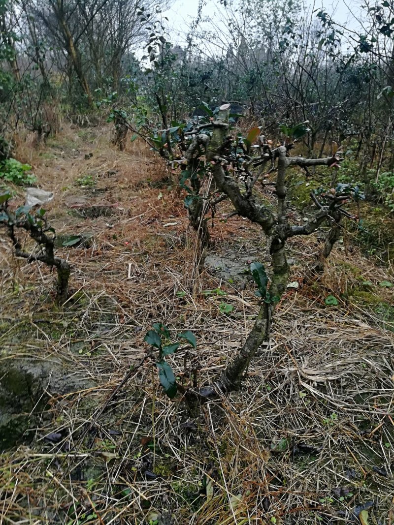 铁梗海棠