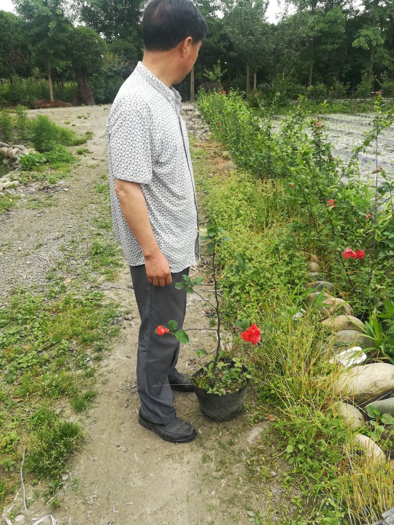 铁梗海棠