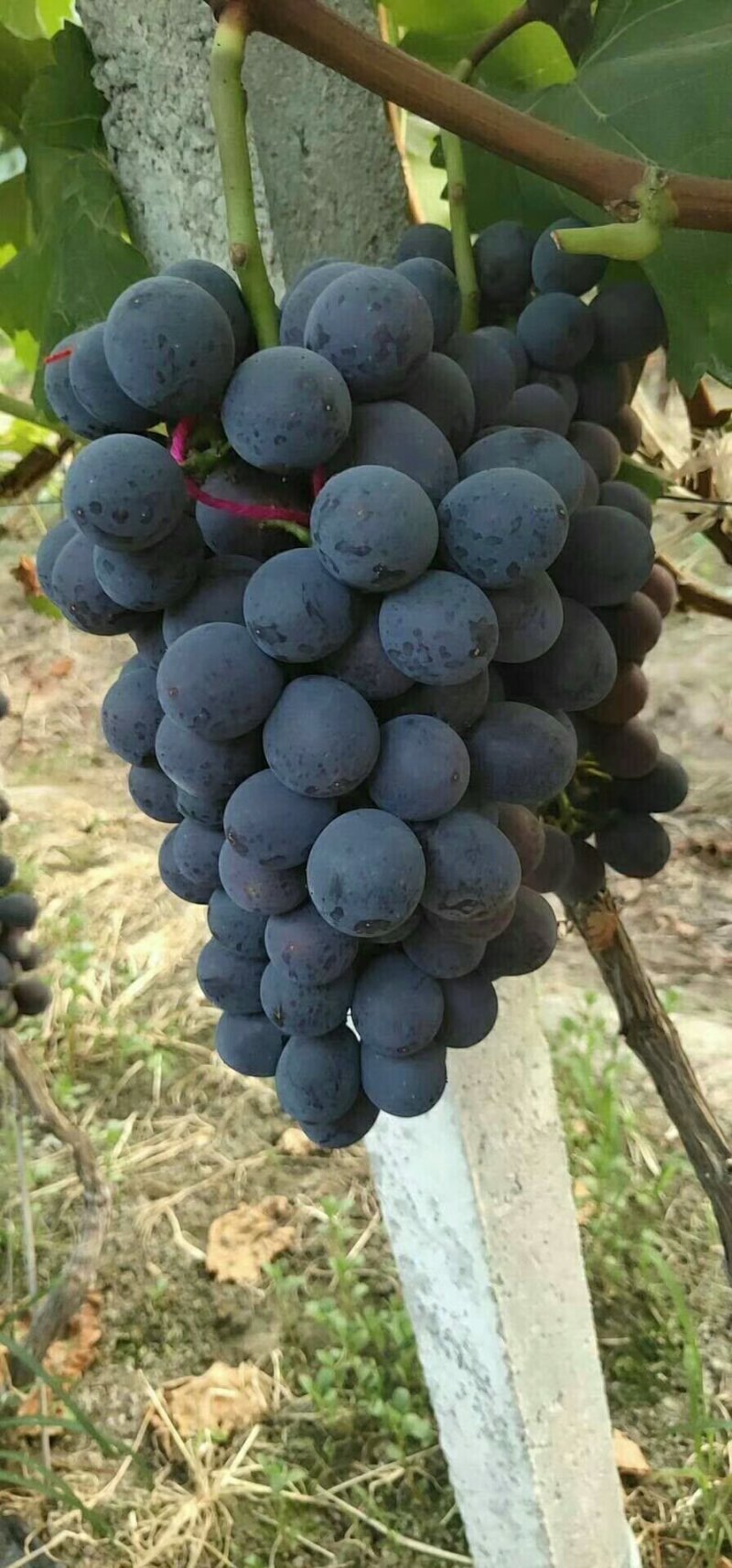 邯郸京亚葡萄